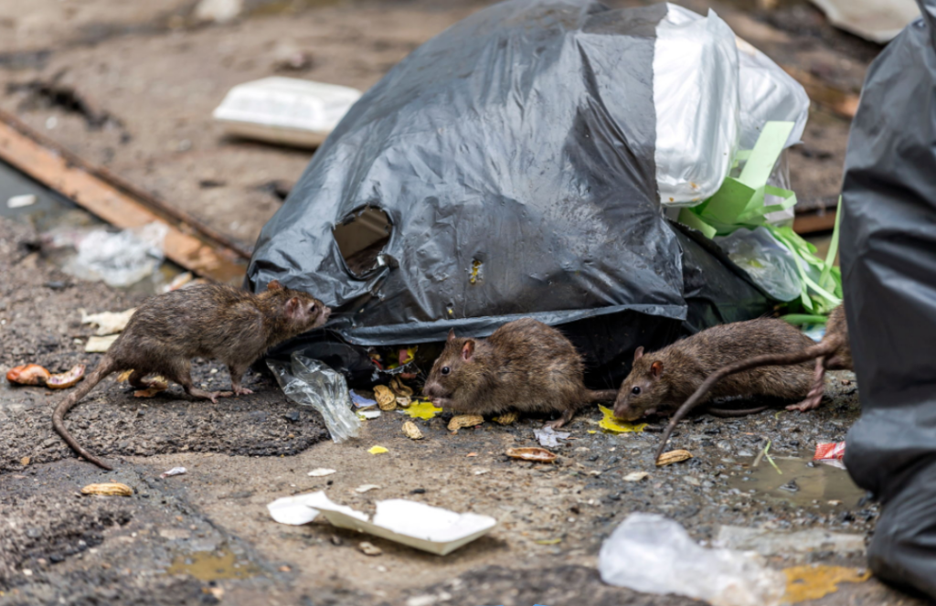 Um Ratten erfolgreich bekämpfen zu können, müssen sie dringend Nahrungsquellen entfernen, sonst lassen sie sich nur schwer bekämpfen.